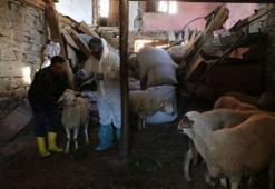 Hayvanlarda çiçek hastalığı görüldü, 50 köy karantinaya alındı