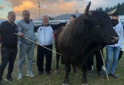 Artvin’de şampiyon boğa 500 bin TL’ye satıldı