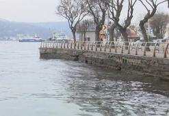 İstanbul Boğazı’nda büyük tehlike! Balık popülasyonunu yok ediyor