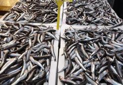 Beklenen Gürcü hamsisi tezgâhlara yansımadı