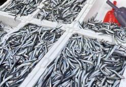 Hamsi bolluğu için nefesler tutuldu! Tezgahlar dolup taşacak