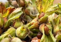 Fındık üreticilerine sigorta uyarısı! Zirai don tehlikesi
