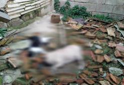 'Sahipsiz kedi ve köpekler katlediliyor!'