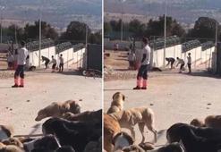 Köpeğin kürekle öldürülmesi davasında flaş gelişme