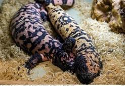 İnternetten yasa dışı 'Gila monster' satışı