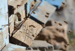 Küresel ısınma arıları da etkiledi