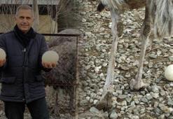 Sıcak hava genetiklerini değiştirdi! Kışın yumurtlamaya başladılar