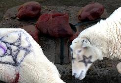 Satanist ayini ifşa oldu! Mezarlıkta basıldılar: 5 domuz kalbi, ölü tilki ve kedi