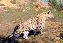 Bakan Kirişci paylaştı: Anadolu Leoparı iki bölgede yeniden görüntülendi