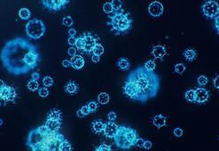 Strep A bakterisi belirtileri nelerdir? Streptokok nedir, Streptokok Strep A bakterisi tedavisi var mı, Strep A hastalığı nasıl bulaşır?