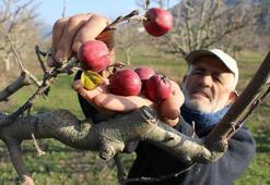 'Yalancı bahar' şaşkına çevirdi, elma ağaçları kışın meyve verdi