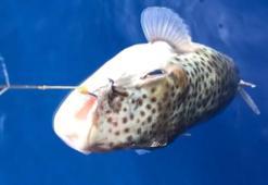 Marmara Denizi'nde yabancı tür tehlikesi