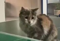 Masa tenisi oynayan kedi gülümsetti