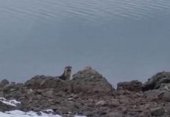 Tunceli'de nesli tükenme tehlikesi altında bulunan su samuru görüntülendi