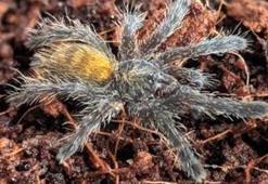 İnternetten tarantula satıyorlar; 26 bin 390 lira cezası var