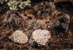 Fransa, İtalya ve Meksika'da süper besin savaşları! 'Siyah elmas'ın kilosu 3 bin dolar