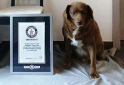 Bobi en yaşlı köpek olarak Guinness Dünya Rekorunu kırdı