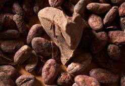 Bitter çikolata ve kakao ile ilgili korkutan uyarı