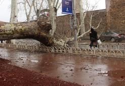 Beşiktaş'ta asırlık çınar ağacı devrildi! Dolmabahçe caddesi trafiğe kapandı