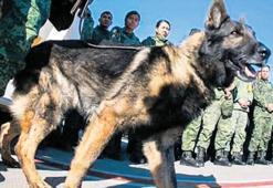 Proteo neden öldü? Meksika arama kurtarma köpeği Proteo!