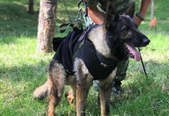 Enkaz altında öldü denmişti! Meksikalı köpek Proteo'nun ölüm nedeni belli oldu