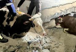 Hayvancılık ve tarımla uğraşan depremzedelerin yaraları sarılıyor