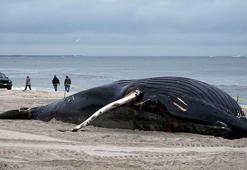 12 balina karaya vurdu! Ölüm nedenleri deprem mi? Uzmanlar gerçeği açıkladı