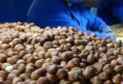 Ordu'da serbest piyasada fındık fiyatları belli oldu