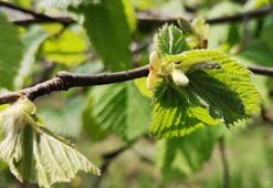 Kuraklığa karşı fındıkta 'yapraktan gübreleme' önerisi