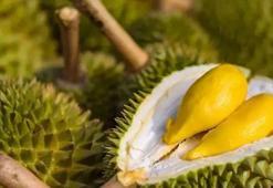 Durian meyvesi nedir, fiyatı ne? Durian kokusu nasıl, durian meyvesi nerede yetişir? THY uçağı kokudan acil iniş yaptı!