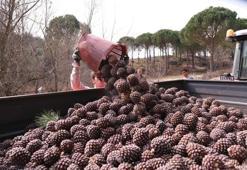 Kilosu çeyrek altınla yarışan çam fıstığında hasat zamanı