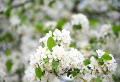 Nevruz ne zaman 2023, Nevruz Bayramı nedir? Nevruz ve Hıdırellez aynı mı, Nevruz hangi ayda ve neden kutlanır, resmi tatil mi?
