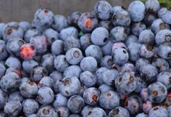 Karadeniz'de fındığa rakip! Yeni gelir kapısı oldu: 'Fiyatları çok iyi'