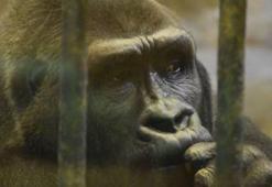 ‘Dünyanın en yalnız gorili’ için başlatılan imza kampanyası 120 bini buldu