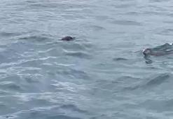 İstanbul Boğazı'nda ortaya çıktı! 'Bunun burada ne işi var'