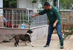 Apartmanda 4 saat 'pitbull esareti'