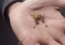 Zirai don vurdu! 'Kaybımız çok büyük'