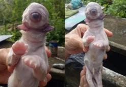Burnu yok iki dili var! Dünyayı şaşkına çeviren köpek yavrusu kıyametin habercisi gibi!