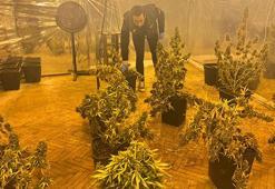 İstanbul'da 5 katlı iş merkezinin terasındaki uyuşturucu serasına operasyon!