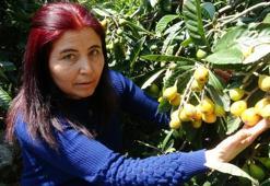 Yenidünya hasadı başladı! Kilo fiyatı açıklandı