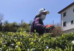 Doğu Karadeniz'de yaş çay sezonu hazırlıkları başladı