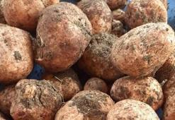 Kilosu 500 lirayı bulan 'Keme' çıktı