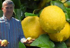 Limon fiyatları ile ilgili flaş açıklama! Üreticide ucuz, markette pahalı