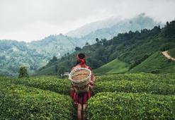 Yaş çay alım fiyatı 2023 ne kadar oldu? Yaş çay alımı ne zaman başlayacak?