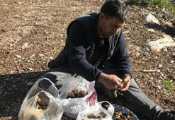 Tazesinin kilosu 300 liradan, kurutulmuşu 2 bin 500 liradan alıcı buluyor