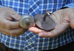 Profesörden 'ölüm meleği' mantarı uyarısı