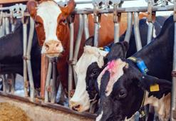 Kurbanlık fiyatlarıyla ilgili flaş açıklama! Yüzde yüz arttı, 8 bin liradan başlayacak