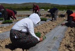 Deprem tarımı da vurdu, mevsimlik işçi bulunamıyor