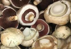 Uzmanlar uyarıyor; toplandığınız her mantarı yemeyin