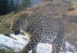 Akdeniz ve Ege'de 'Anadolu leoparı' heyecanı: Çok özel ve ender tür...